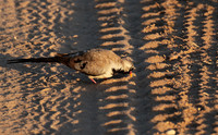 Namaqua dove - Selous