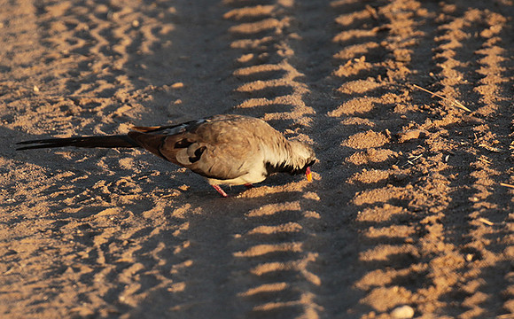 Namaqua dove - Selous