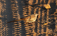 Namaqua dove - Selous