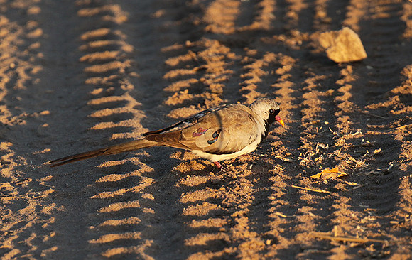 Namaqua dove - Selous