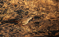Namaqua dove - Selous