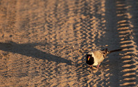 Namaqua dove - Selous