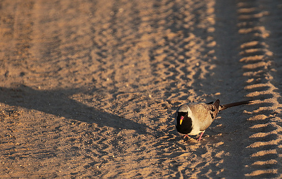 Namaqua dove - Selous