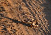 Namaqua dove - Selous