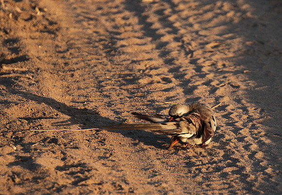 Namaqua dove - Selous