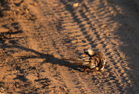 Namaqua dove - Selous