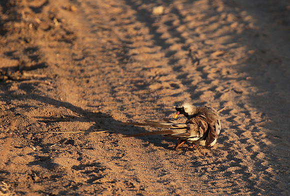 Namaqua dove - Selous