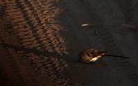 Namaqua dove - Selous