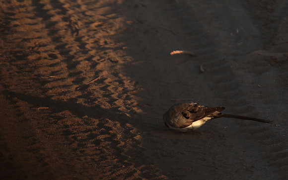 Namaqua dove - Selous