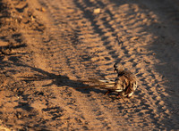 Namaqua dove - Selous