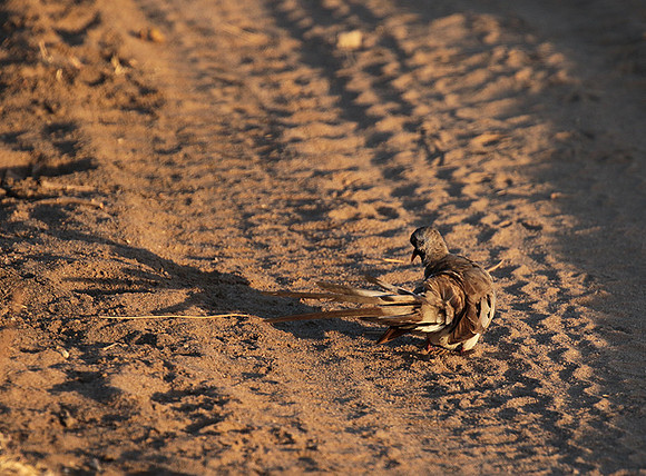 Namaqua dove - Selous