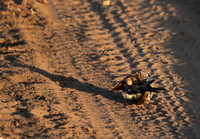 Namaqua dove - Selous