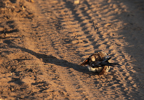 Namaqua dove - Selous