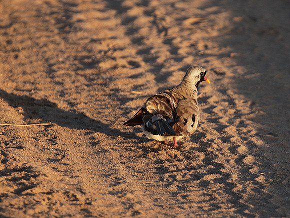 Namaqua dove - Selous