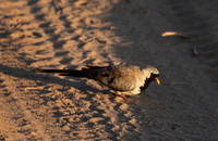 Namaqua dove - Selous