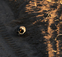 Namaqua dove - Selous