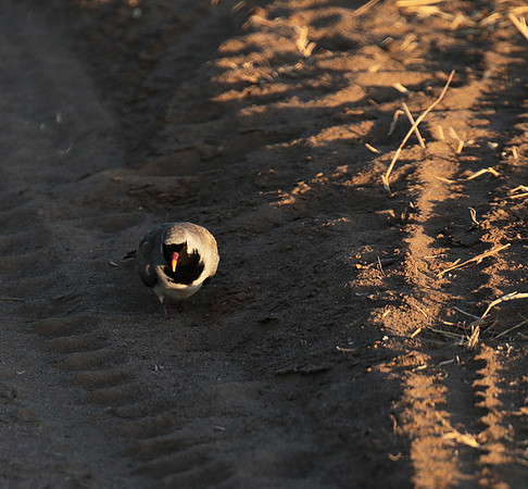 Namaqua dove - Selous