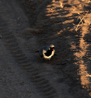 Namaqua dove - Selous