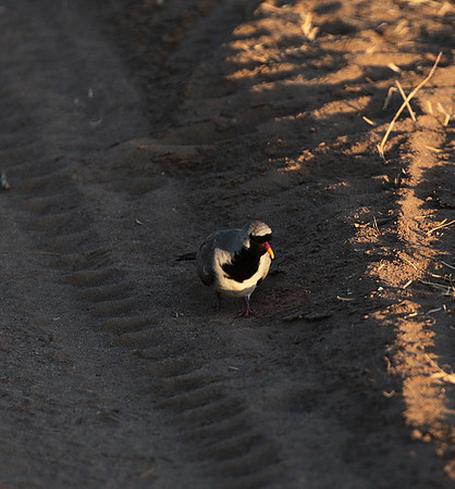 Namaqua dove - Selous