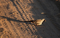 Namaqua dove - Selous