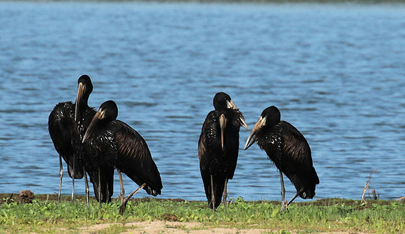 Open-billed storks - Selous