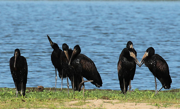 Open-billed storks - Selous