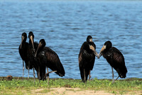 Open-billed storks - Selous