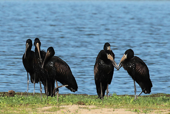 Open-billed storks - Selous