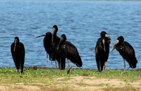 Open-billed storks - Selous