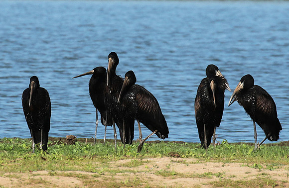 Open-billed storks - Selous