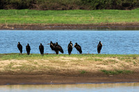 Open-billed storks - Selous