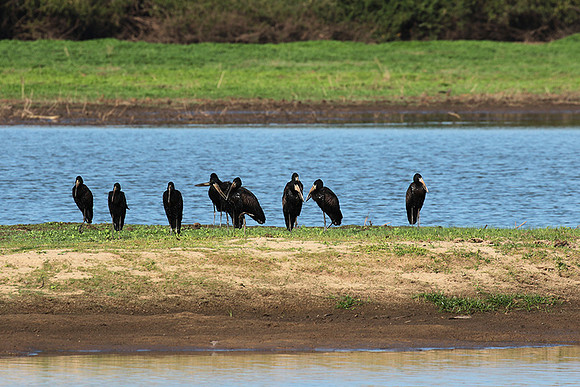 Open-billed storks - Selous