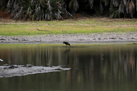 Open-billed storks - Selous