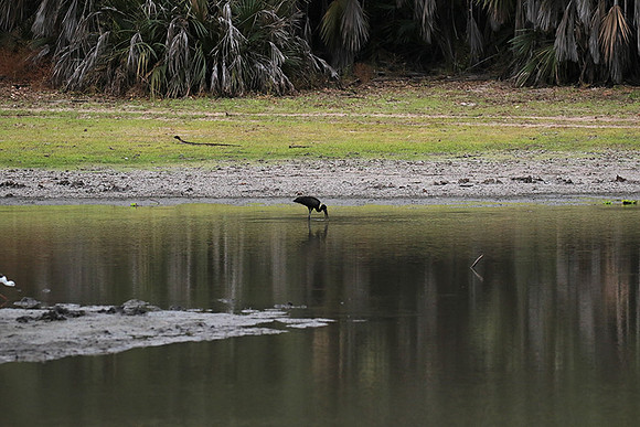 Open-billed storks - Selous