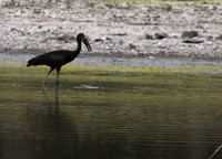 Open-billed storks - Selous