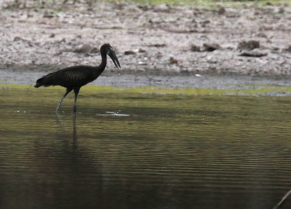 Open-billed storks - Selous