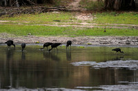 Open-billed storks - Selous