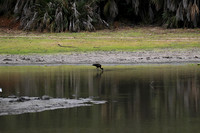 Open-billed storks - Selous