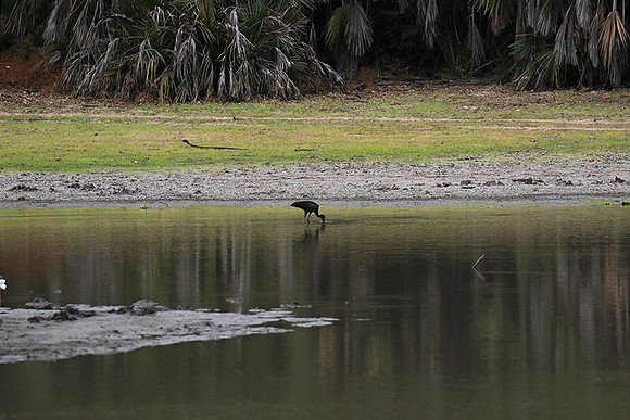 Open-billed storks - Selous