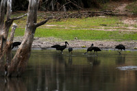 Open-billed storks - Selous