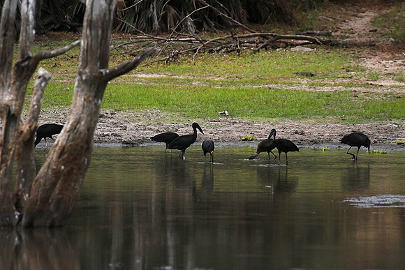 Open-billed storks - Selous