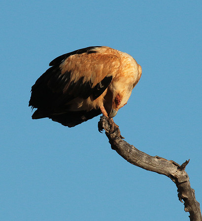 Palmnut vulture - Selous