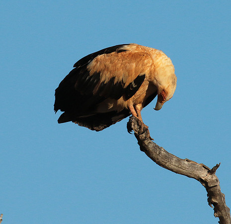 Palmnut vulture - Selous