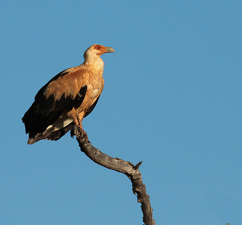 Palmnut vulture - Selous
