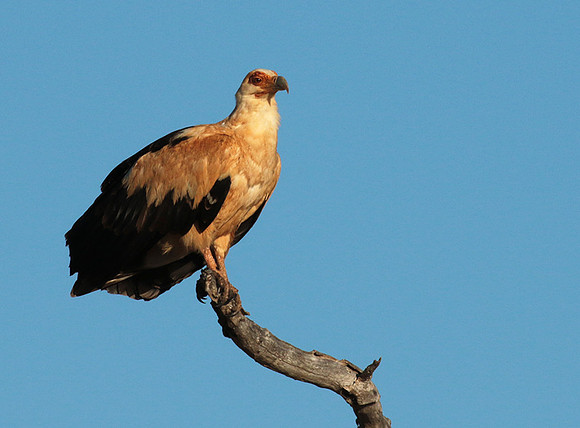 Palmnut vulture - Selous