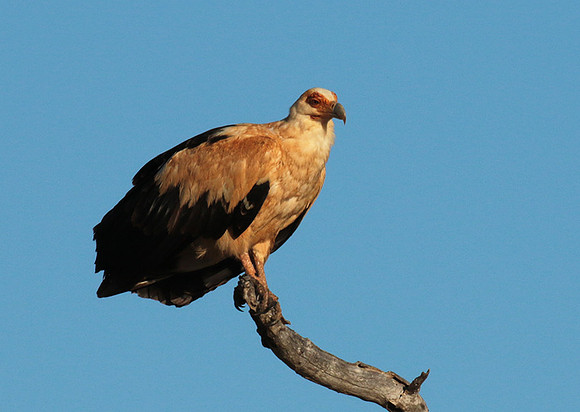 Palmnut vulture - Selous