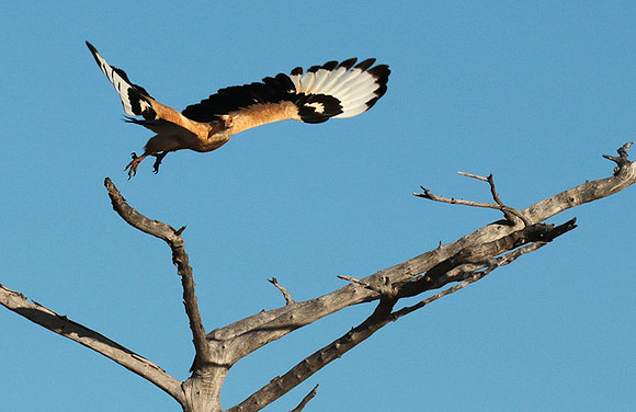 Palmnut vulture - Selous