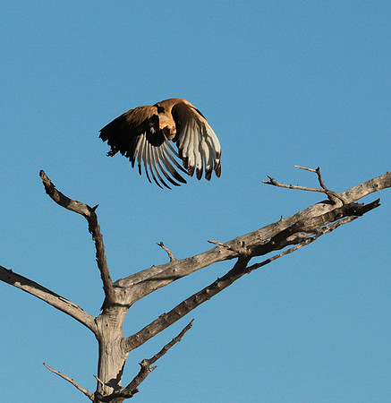 Palmnut vulture - Selous