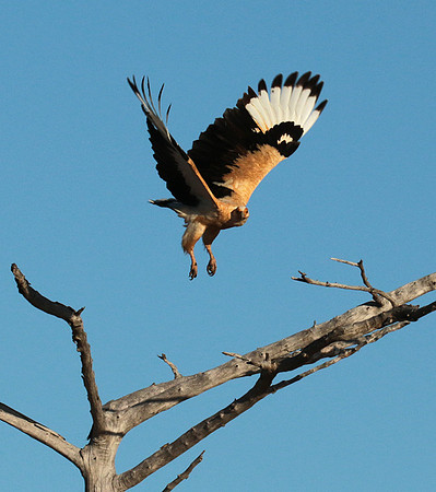 Palmnut vulture - Selous