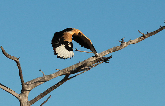 Palmnut vulture - Selous